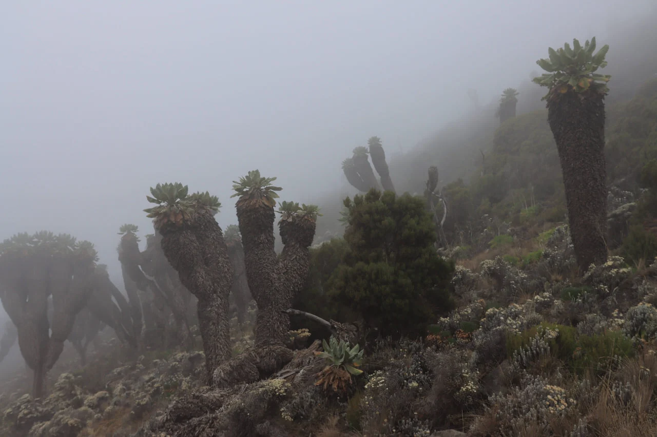 Kilimanjaro Giant Groundsel može se vidjeti na jednoj od najljepših ruta Kilimanjara – Lemosho, kao i na drugim južnim i zapadnim rutama