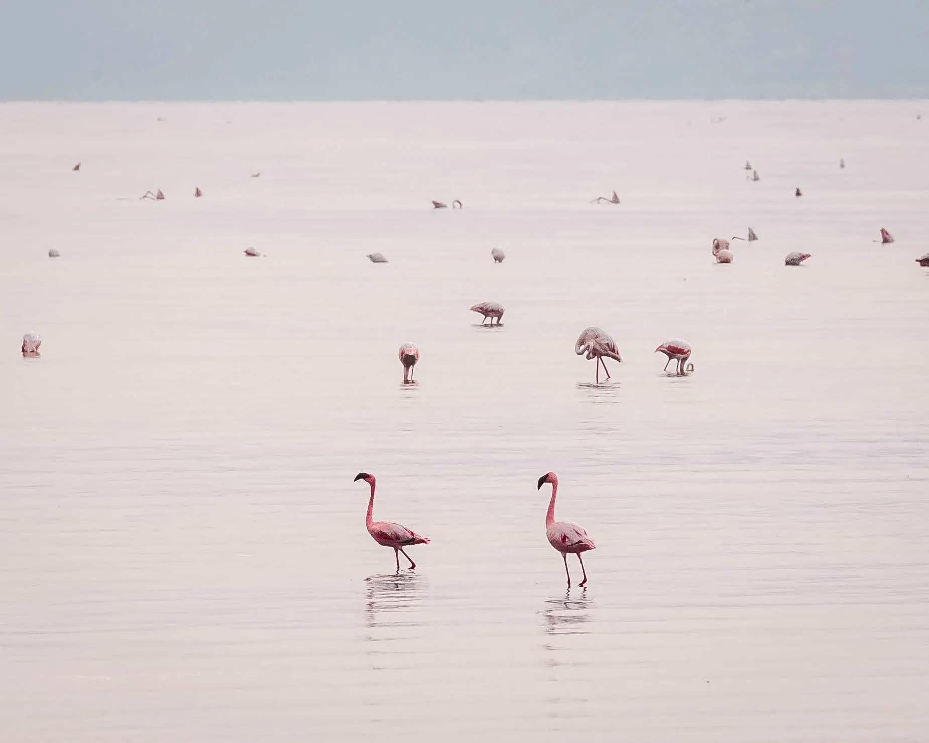 Izgradnja hidroelektrane i postrojenja za natrijev karbonat mogla bi uništiti jedinstveni ekosustav jezera Natron. FOTO: arhiva Altezza Travel