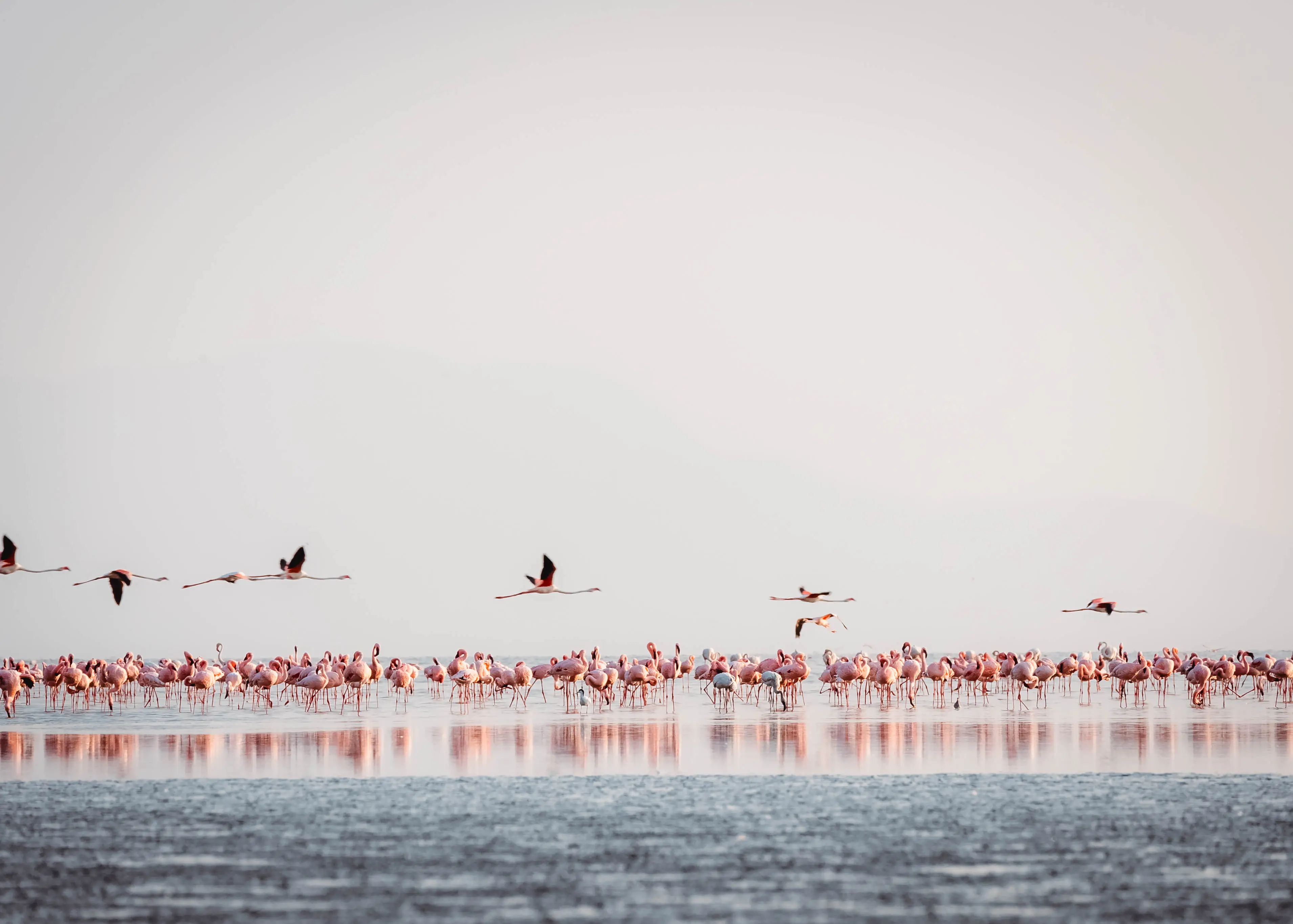 Jezero Natron – gnijezdilište malih plamenaca. FOTO: arhiva Altezza Travel