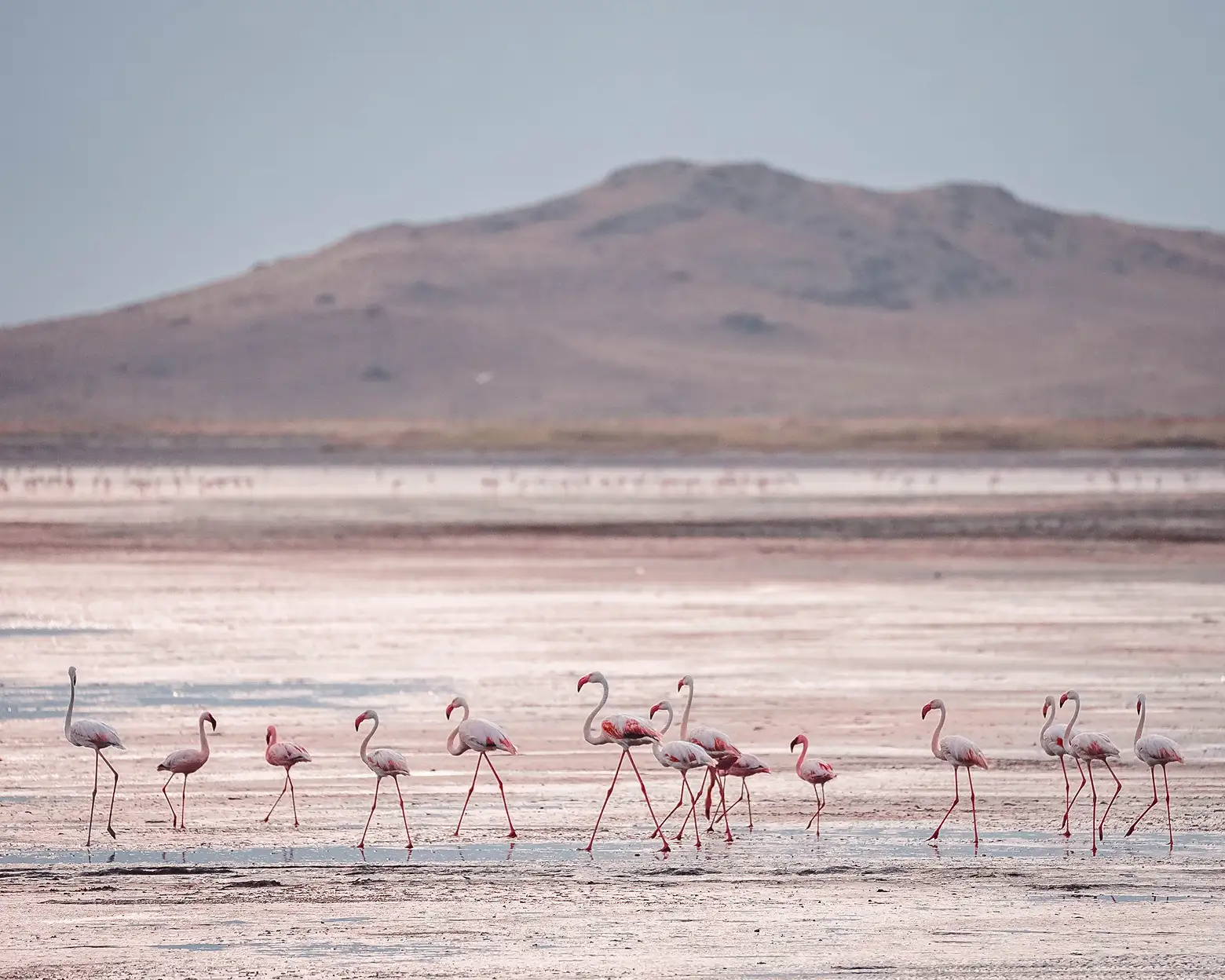 Plamenci na obalama jezera Natron. FOTO: arhiva Altezza Travel