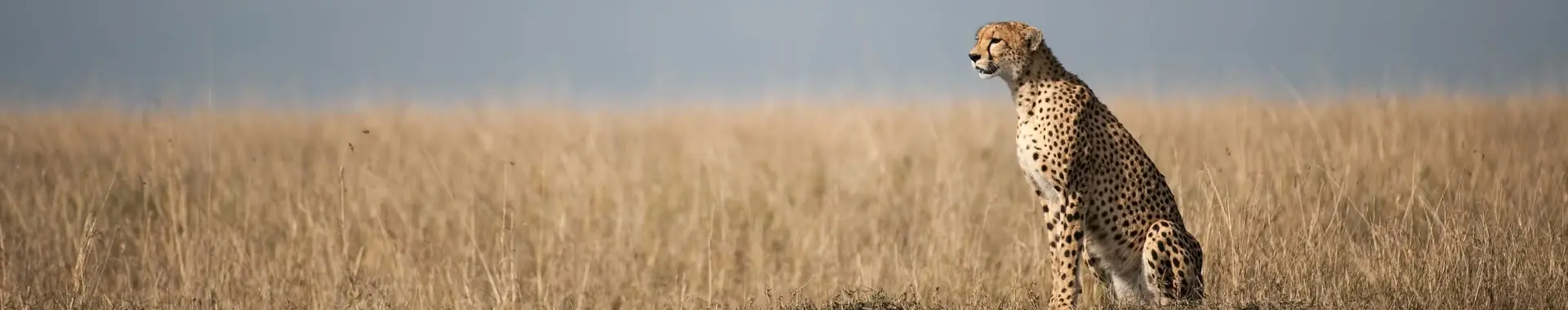 Afrički gepard