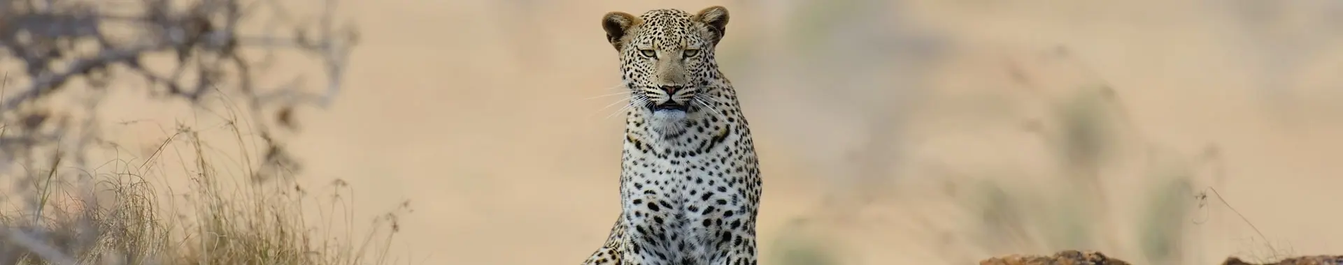 Afrički leopard