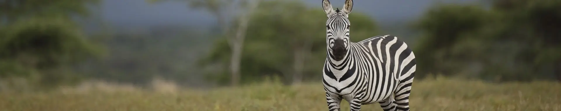 Afrička zebra