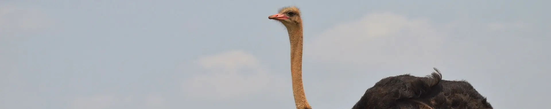 Afrički noj