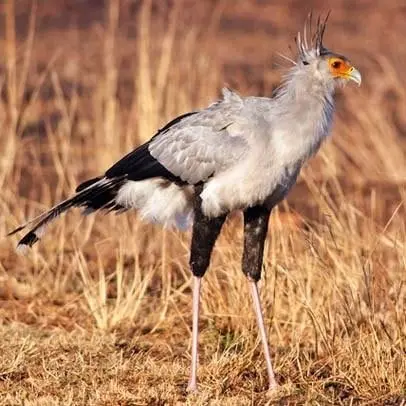 Ptica tajnica