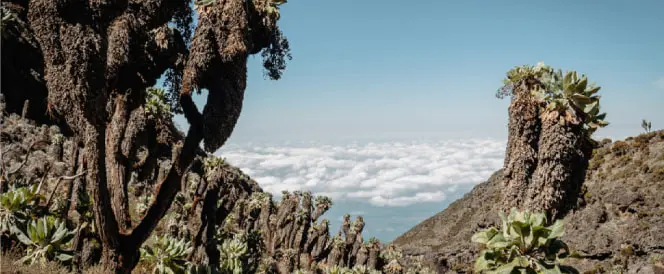 Ruta Machame – dan 5 – Trekking od kampa Barranco do kampa Barafu