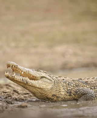 Nacionalni park Ruaha
