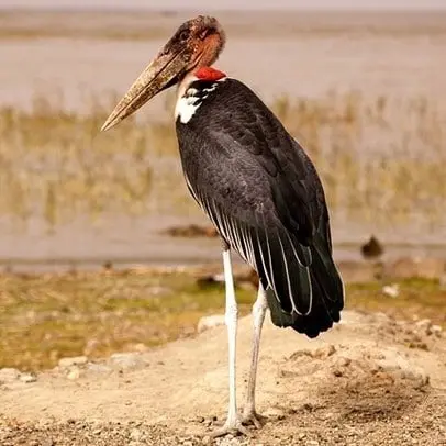 Marabu