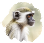 Vervet majmun