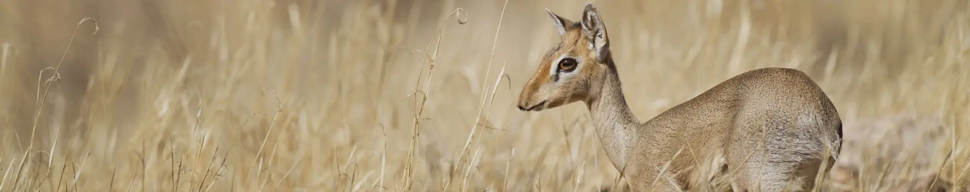 Afrička antilopa dik-dik