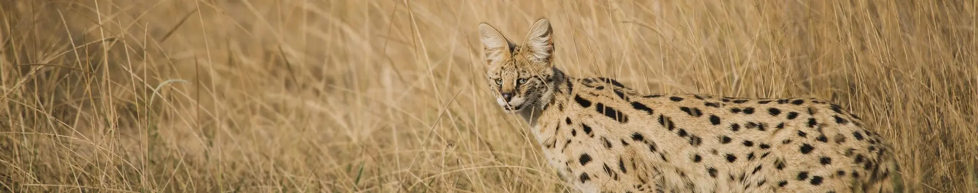 Afrički serval