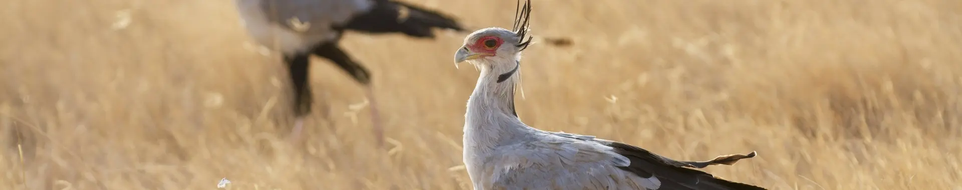 Afrička ptica tajnica