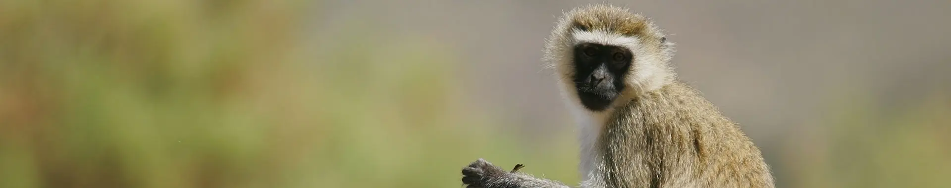 Afrički vervet majmun