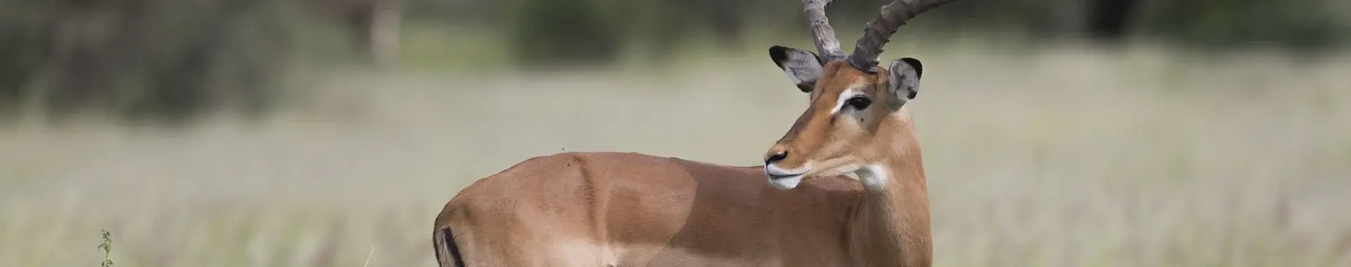 Afrička impala