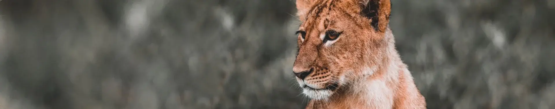 Nacionalni park Ruaha